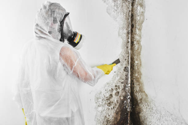 Best Mold Damage Repair  in Stephenville, TX