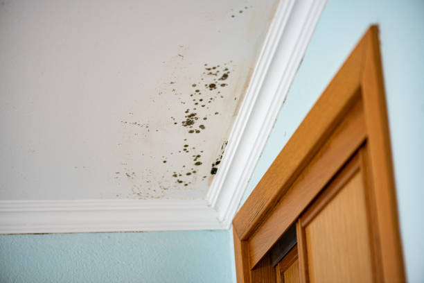 Best Mold Remediation  in Stephenville, TX