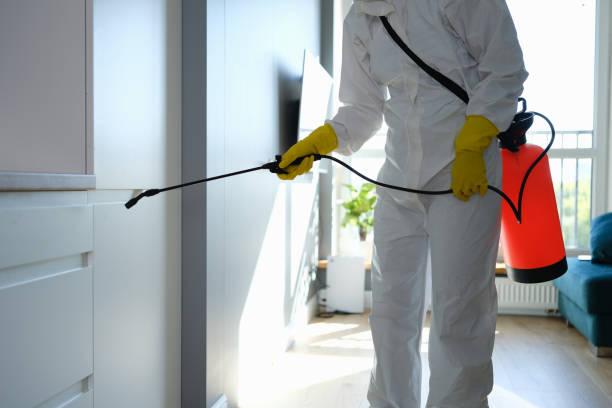 Best Commercial Mold Removal  in Stephenville, TX