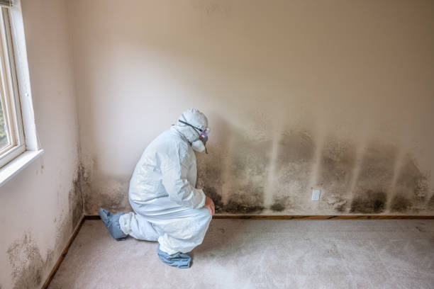 Best Local Mold Removal Service  in Stephenville, TX