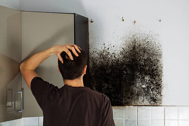 Professional Mold Removal in Stephenville, TX